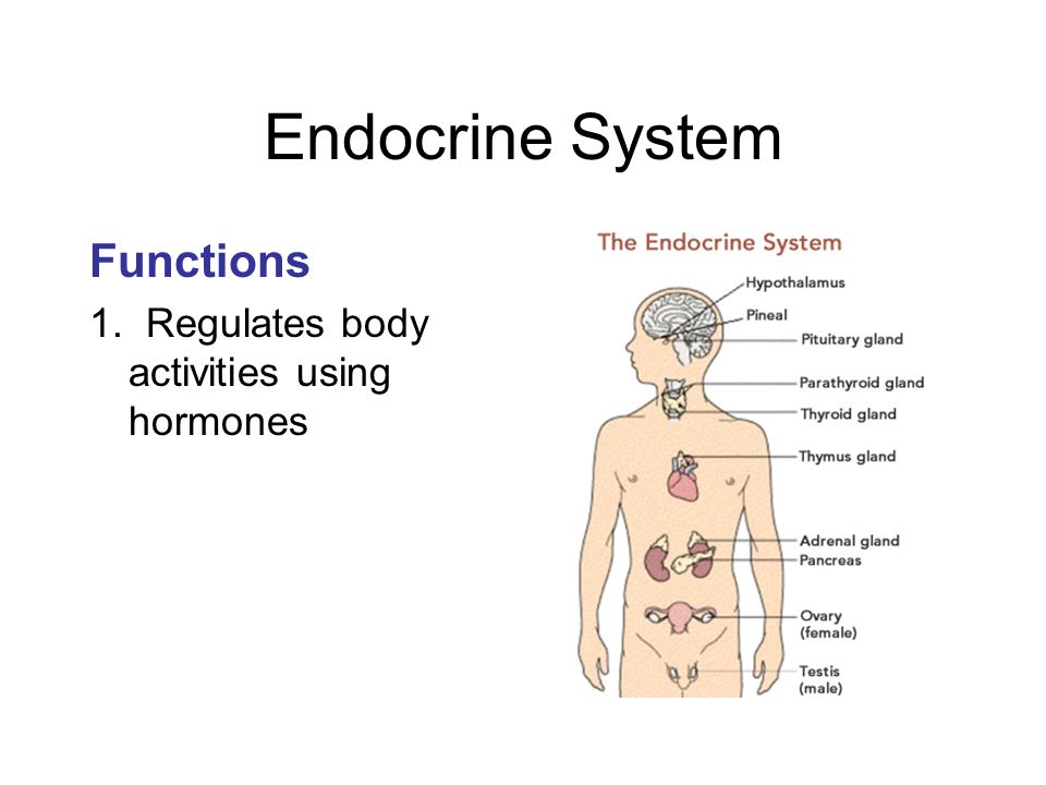 The endocrine system презентация - 85 фото
