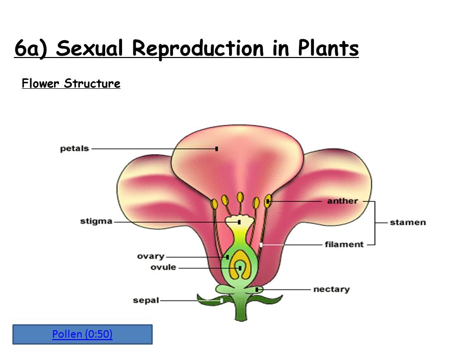 What is one advantage of sexual reproduction over asexual reproduction