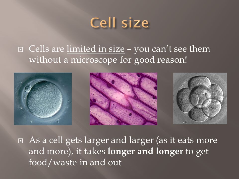 Cell size Cells are limited in size – you can’t see them without a microscope for good reason!