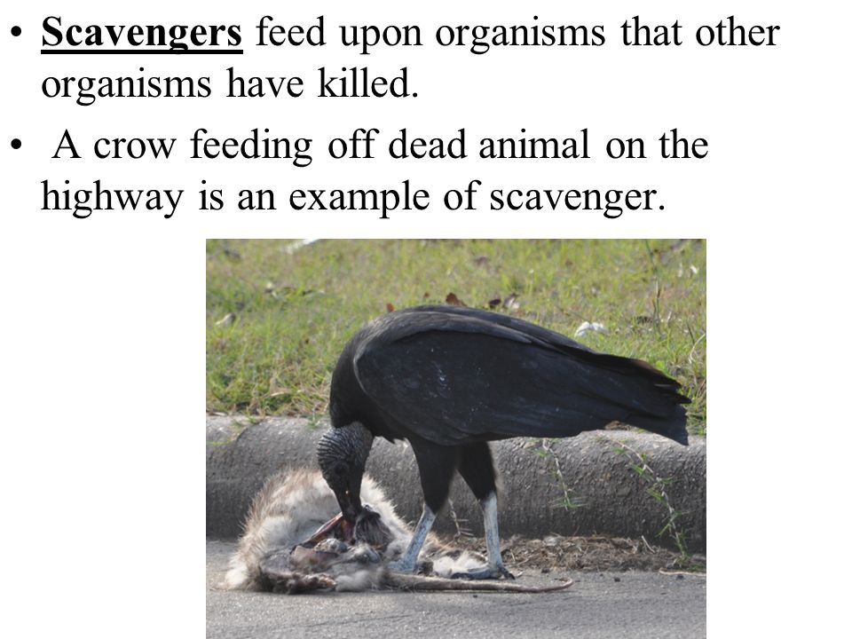 consumers that feed upon organisms that other organisms have killed