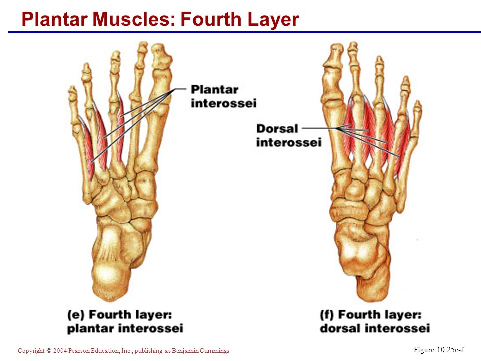 Foot muscle. Palmar interossei. Dorsal interossei mm. Plantar interossei m.. Interossei мышца. Muscle feet.