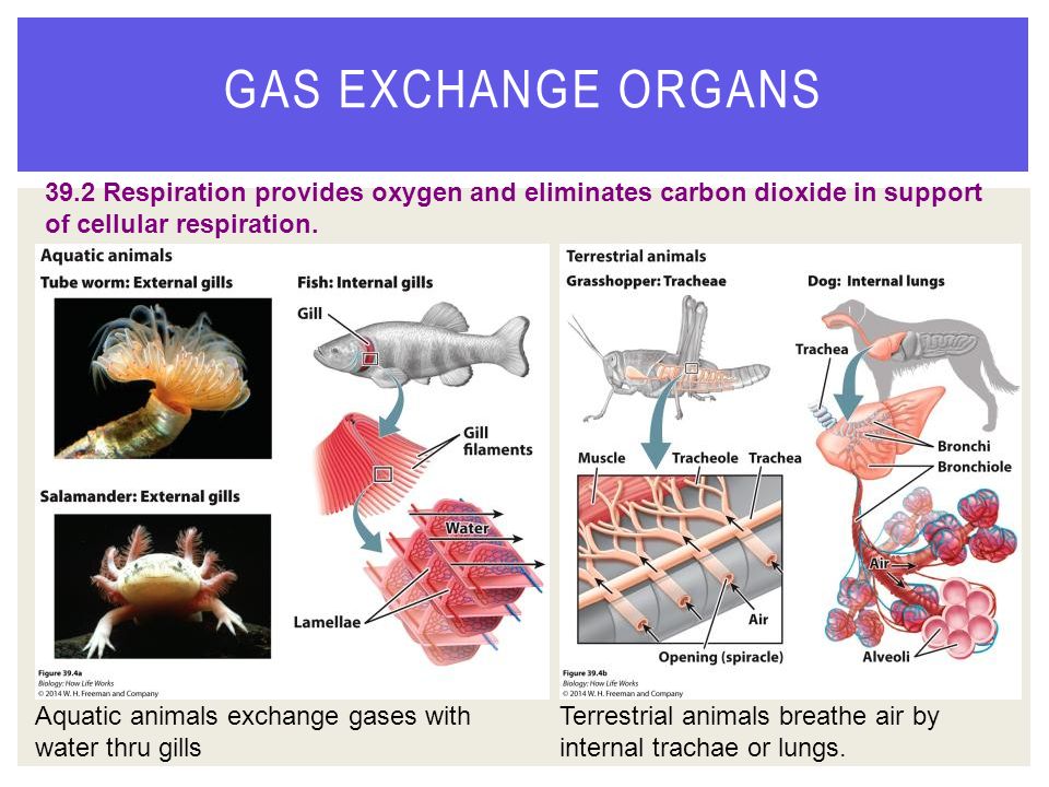 Animal Cardiovascular and Respiratory System - ppt download