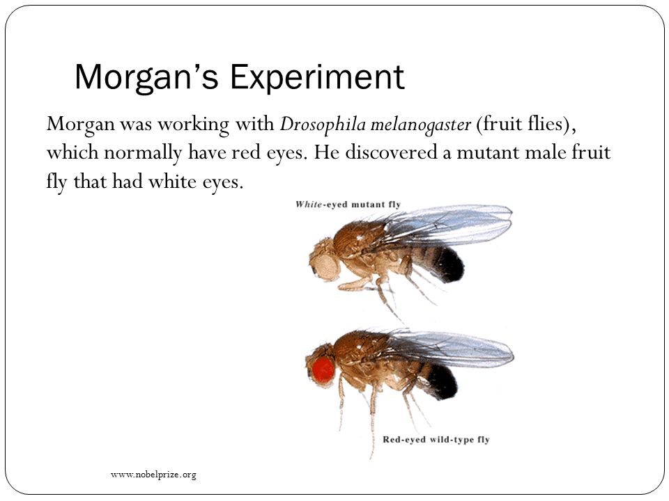 Morgan was working with Drosophila melanogaster (fruit flies), which normal...