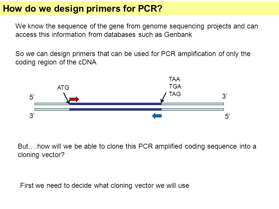 How do we design primers for PCR