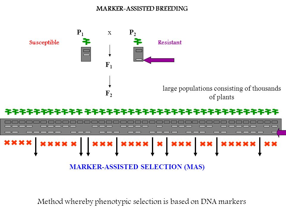 An Assignment on Marker Assisted Selection - ppt video online download