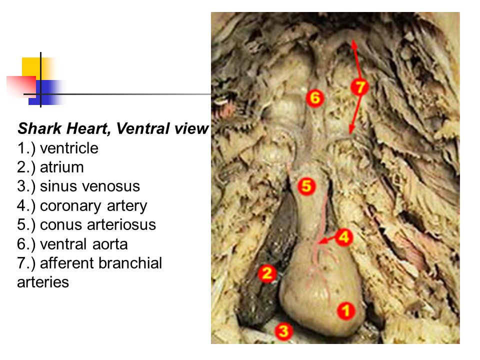 Shark Heart, Ventral view