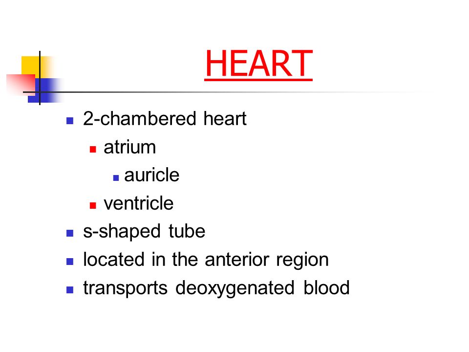 HEART 2-chambered heart atrium auricle ventricle s-shaped tube