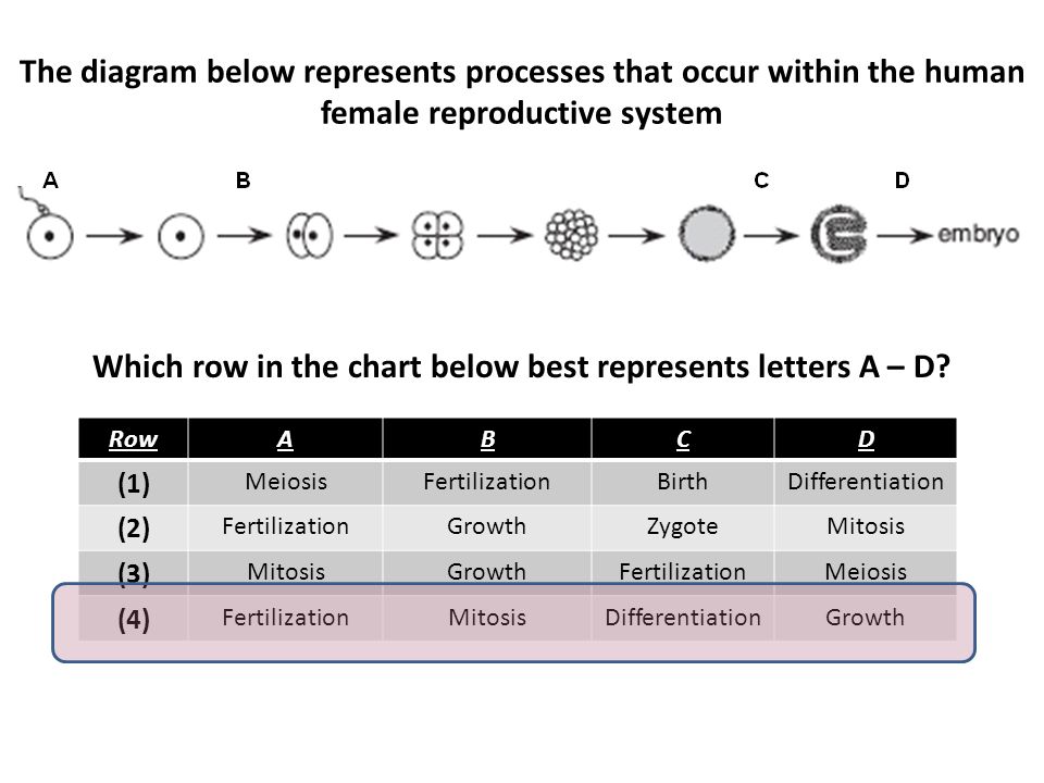 The Diagram Below Represents Early Stages Of Embryo Development