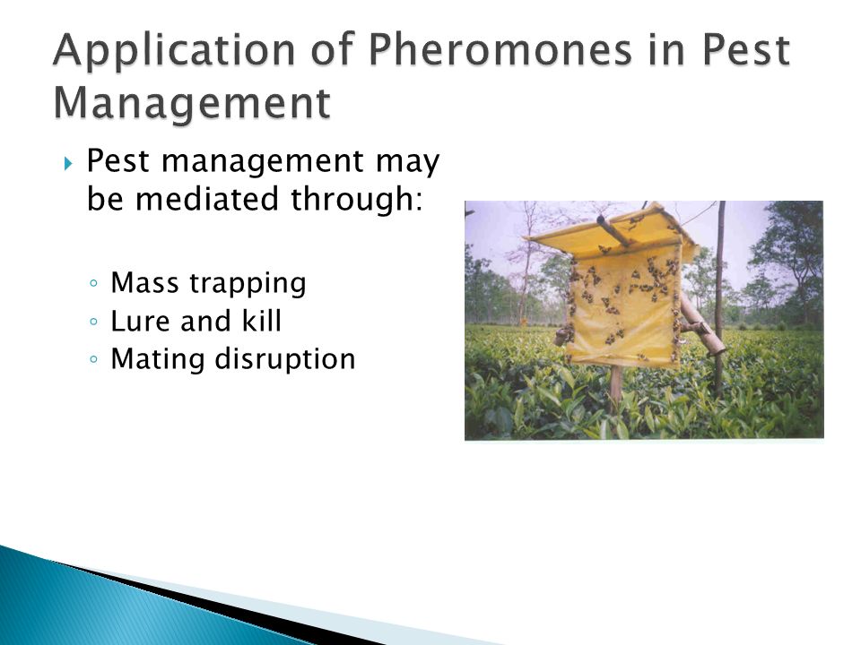 Pheromones and Insect Communication - ppt download