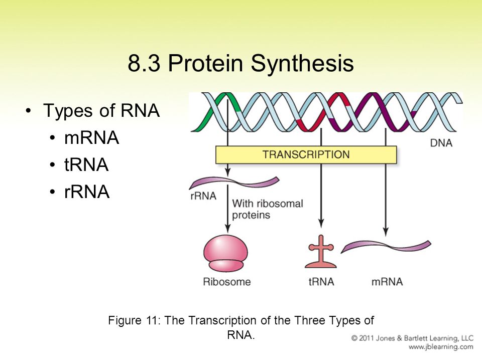 8.3 Protein Synthesis. 
