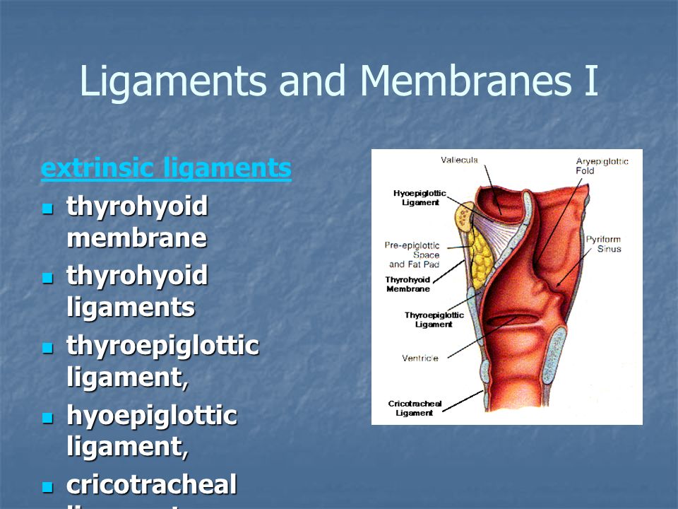 Ligaments and Membranes I