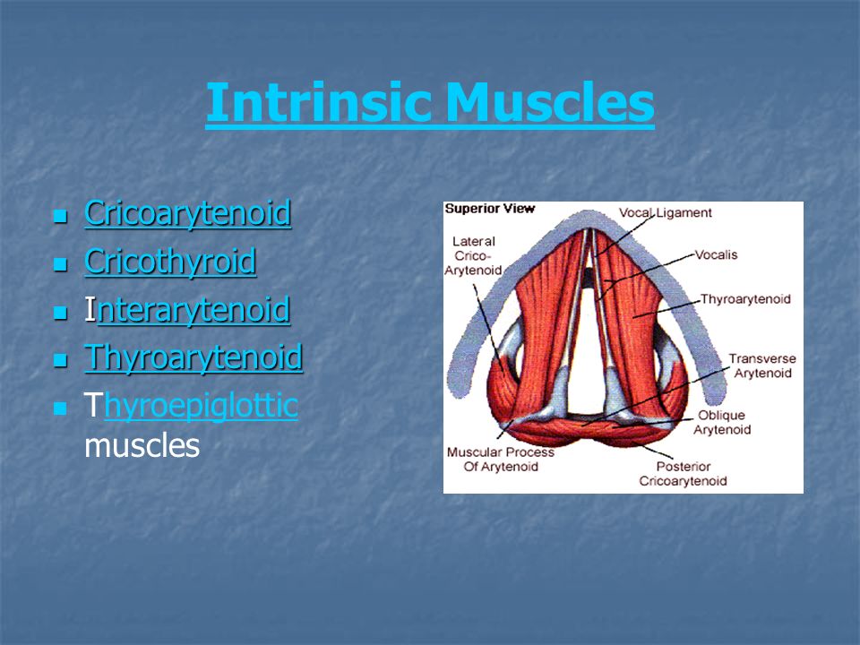 Intrinsic Muscles Cricoarytenoid Cricothyroid Interarytenoid