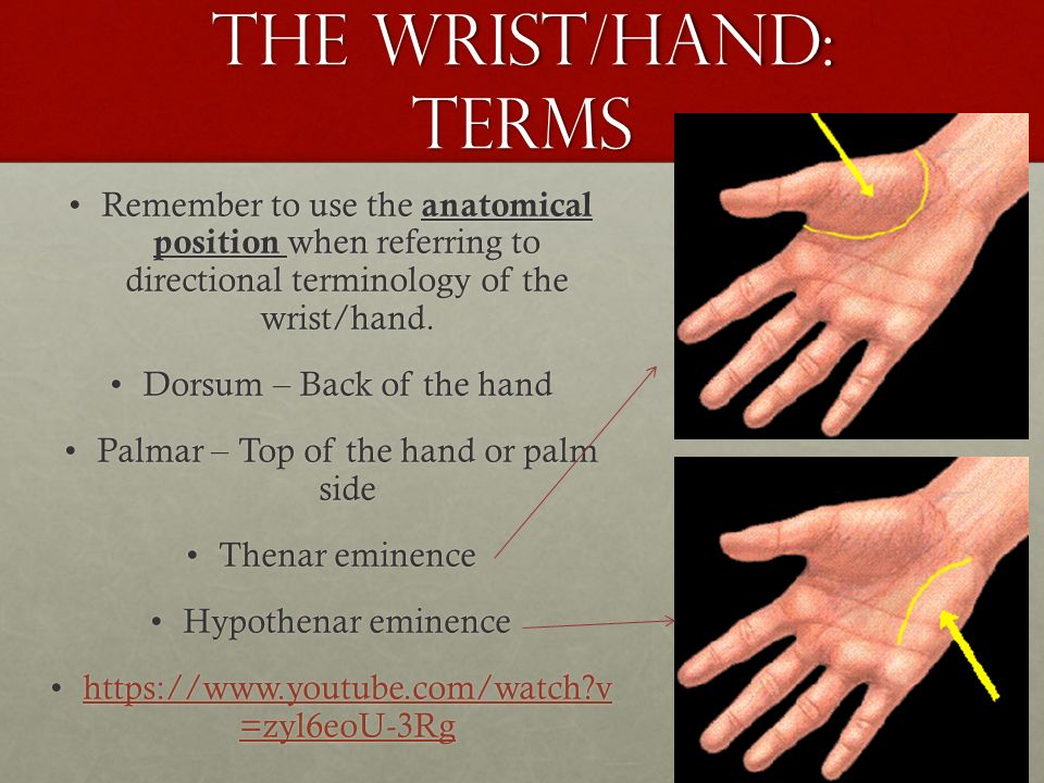 The wrist & hand. - ppt download