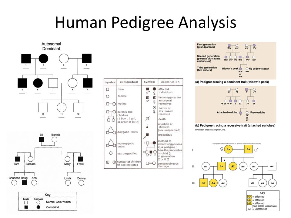 Presentation on theme: "Human Pedigree Analysis"- Presentation tr...