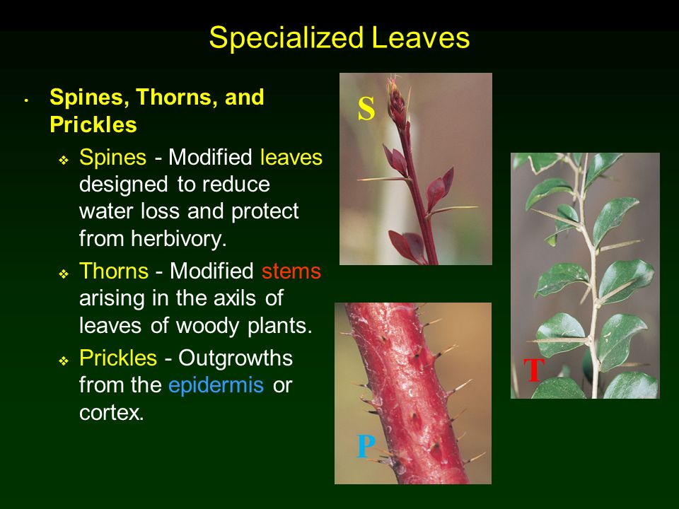 S T P Specialized Leaves Spines, Thorns, and Prickles