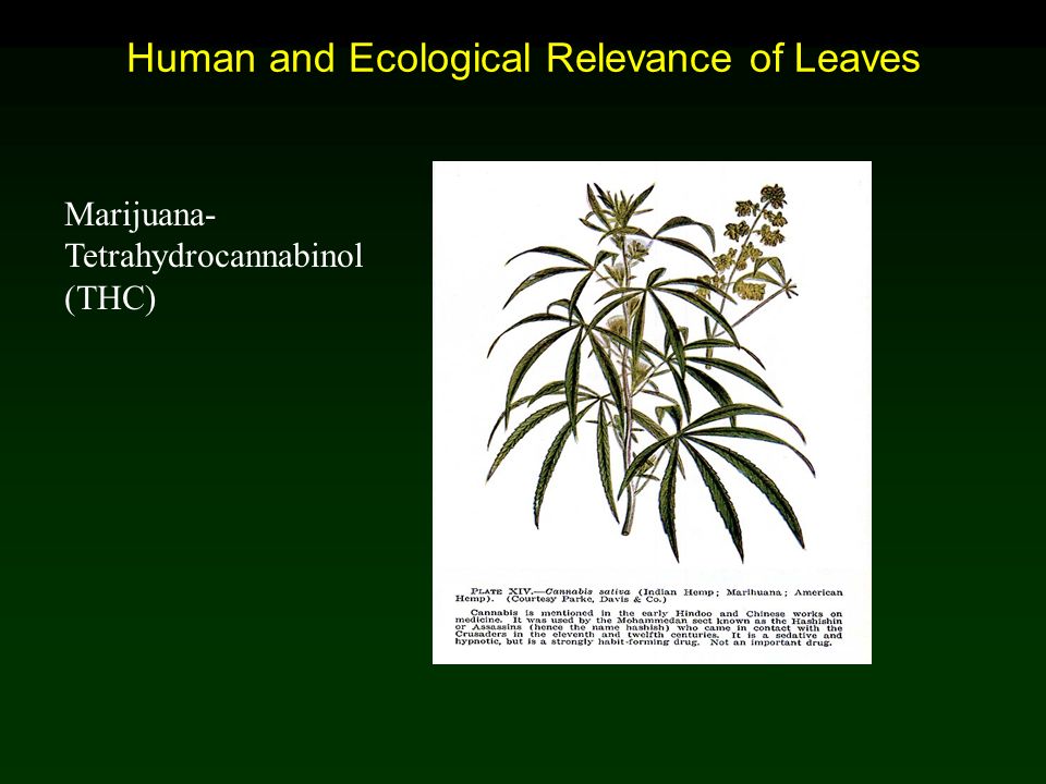 Human and Ecological Relevance of Leaves
