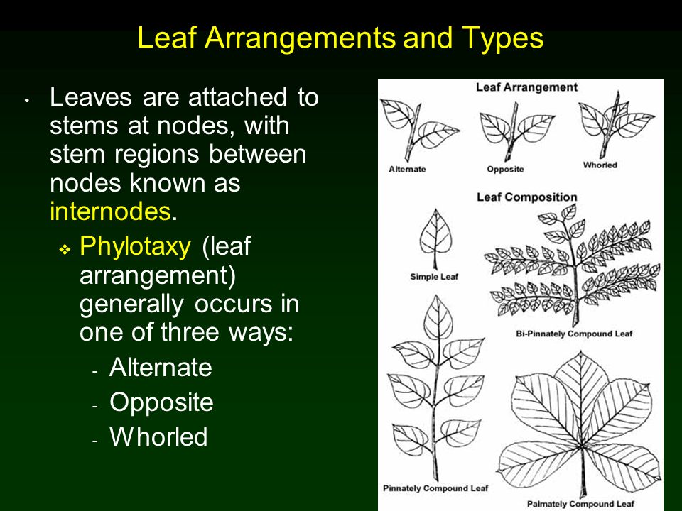 Leaf Arrangements and Types