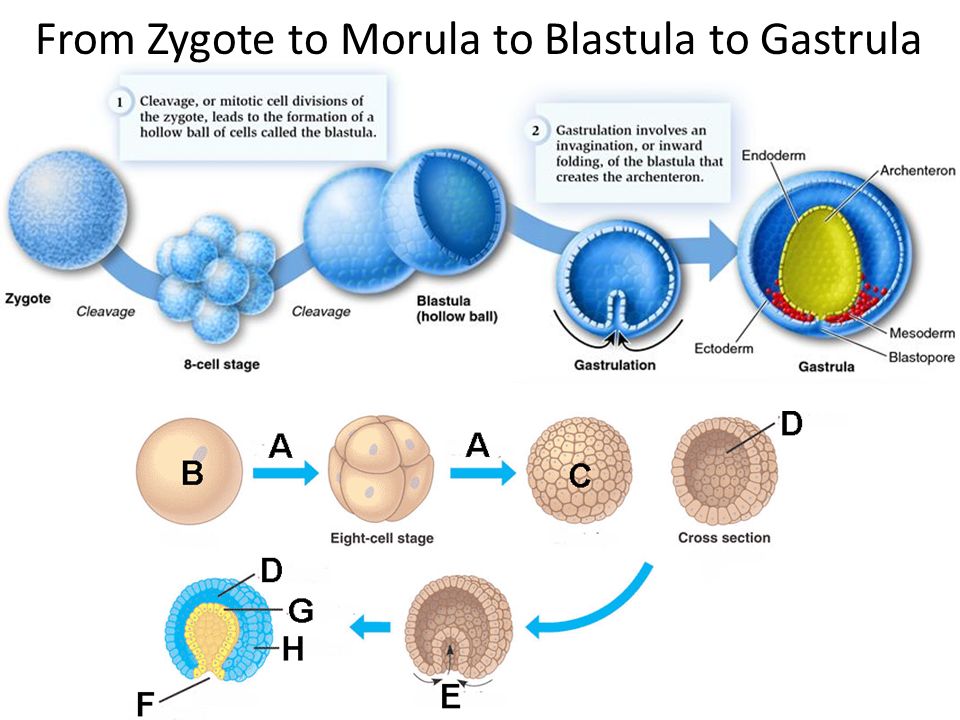 Гистогенез дробление бластула гаструла нейрула. Зигота морула. Зигота морула бластула гаструла нейрула. Стадии бластулы гаструлы нейрулы. Эмбриогенез морула.