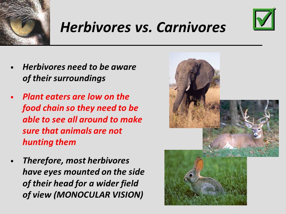 Animal Eye Adaptations - ppt video online download