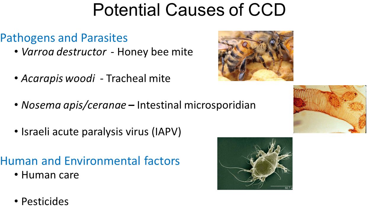 Colony Collapse disorder - ppt video online download