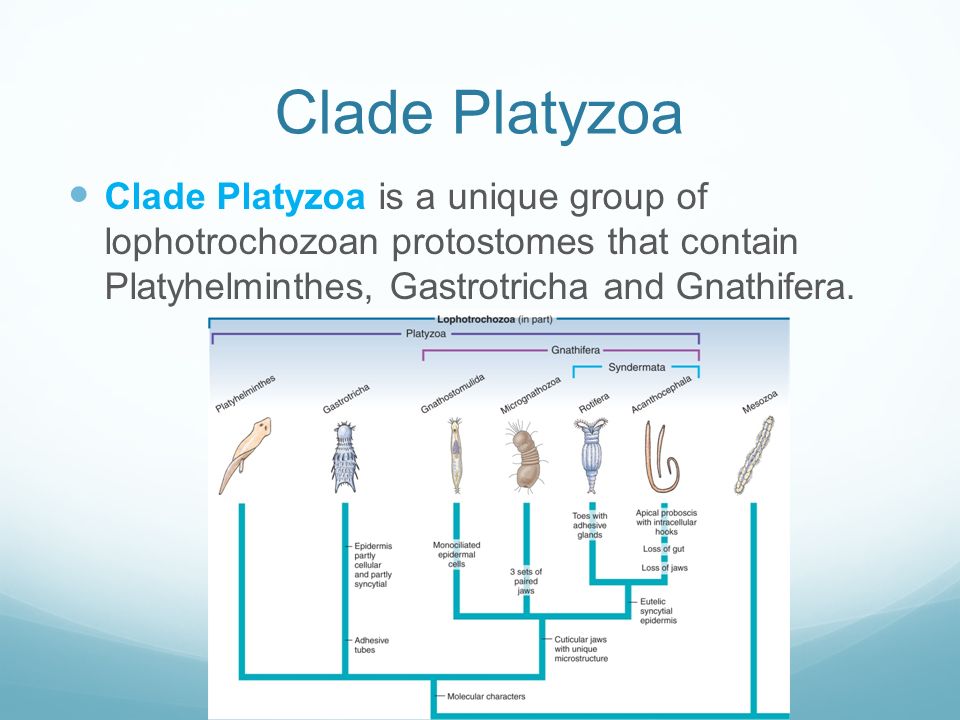 platyhelminthes platyzoa