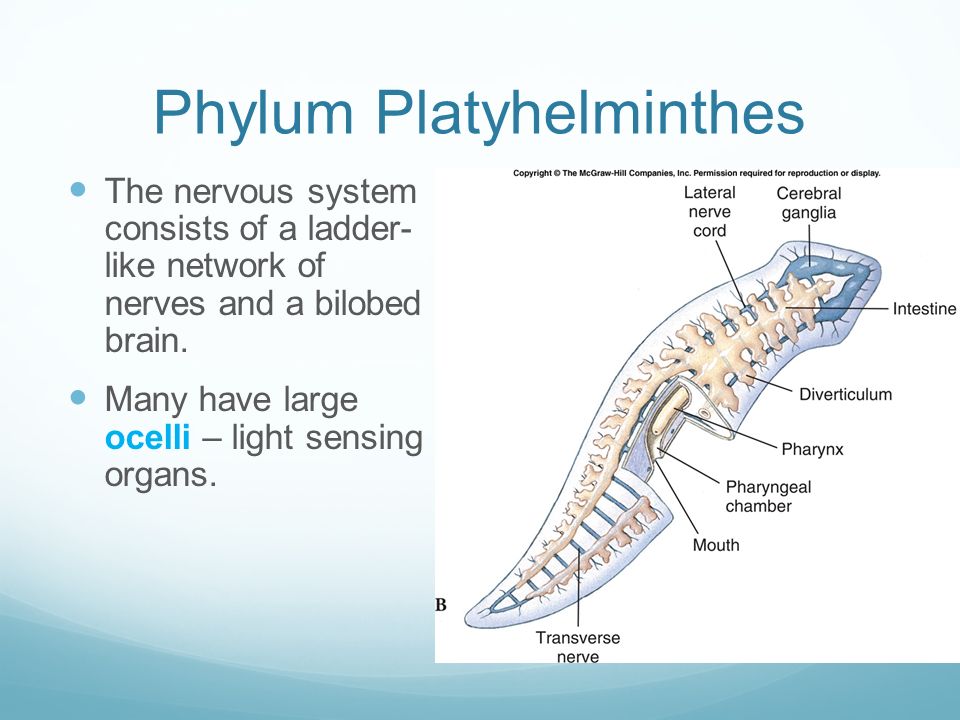 ocelli platyhelminthes