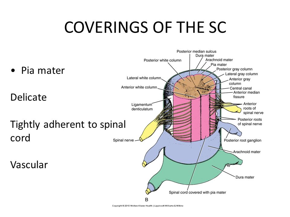 Spinal Cord I Dr Ayman Abu-Tabanja. - ppt video online download