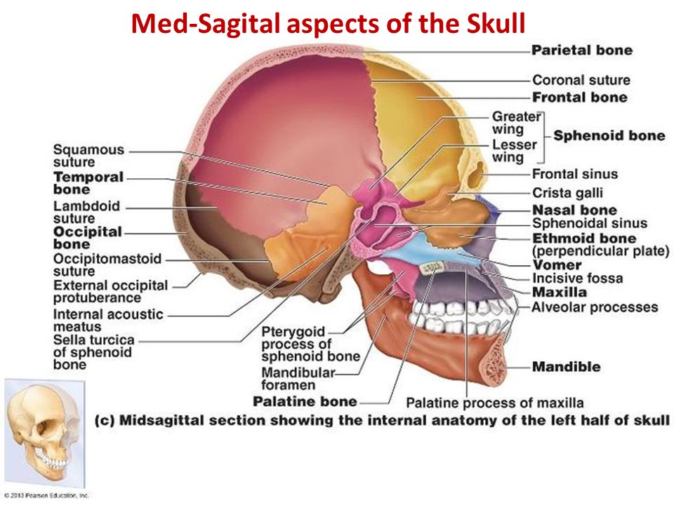 Med-Sagital aspects of the Skull.