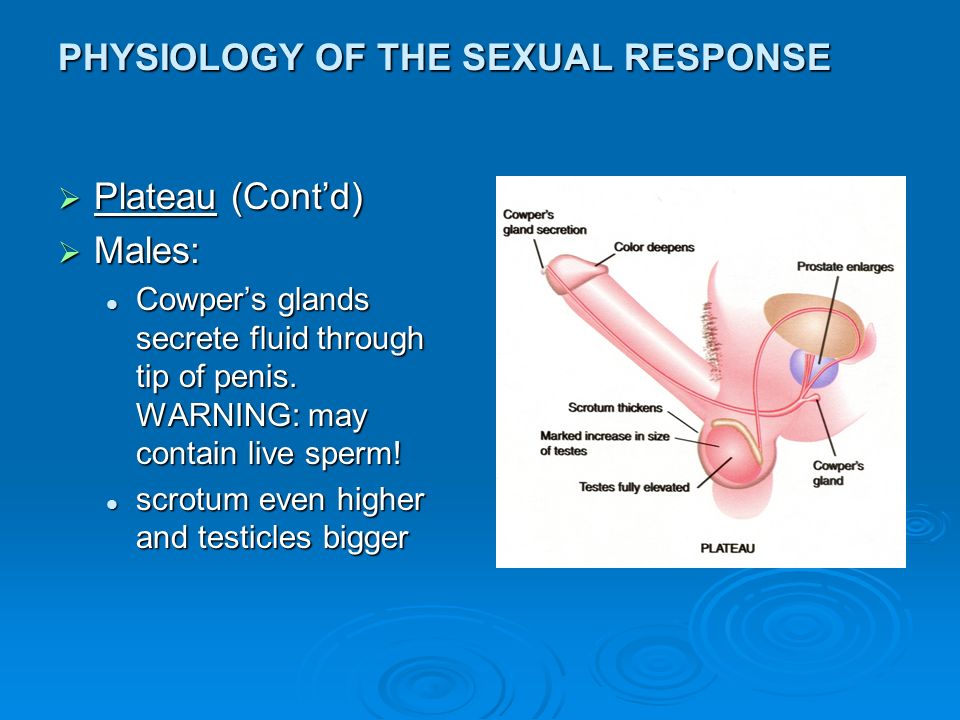 Stages of orgasm