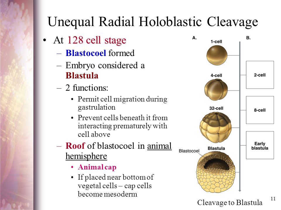 Unequal Radial Holoblastic Cleavage