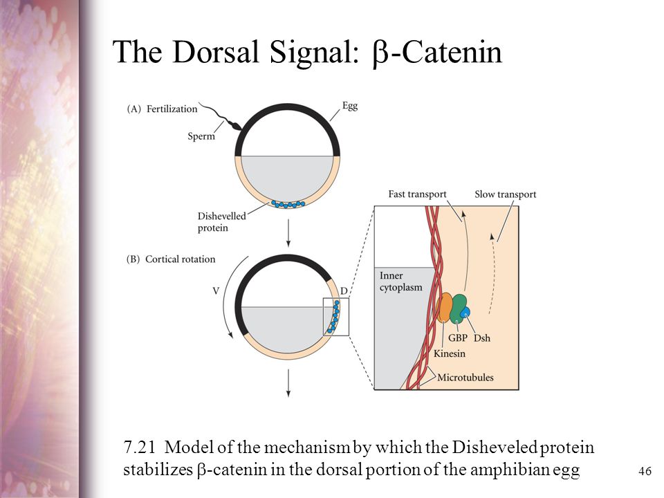 The Dorsal Signal: -Catenin