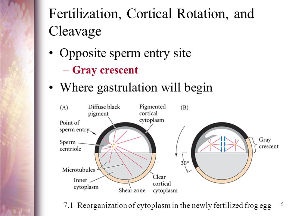 Fertilization, Cortical Rotation, and Cleavage