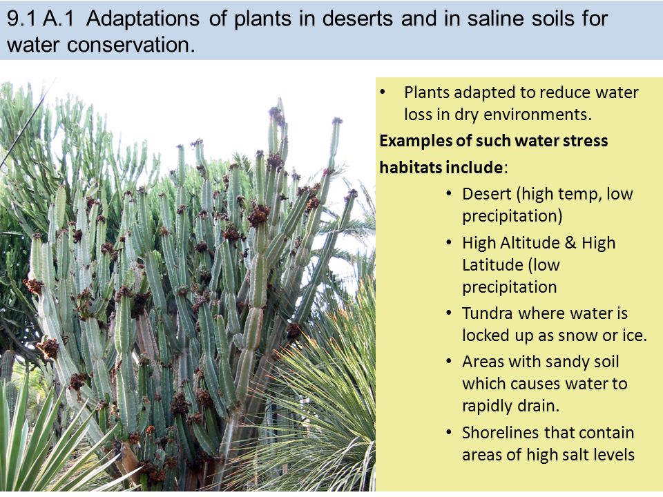9.1 A.1 Adaptations of plants in deserts and in saline soils for water conservation.