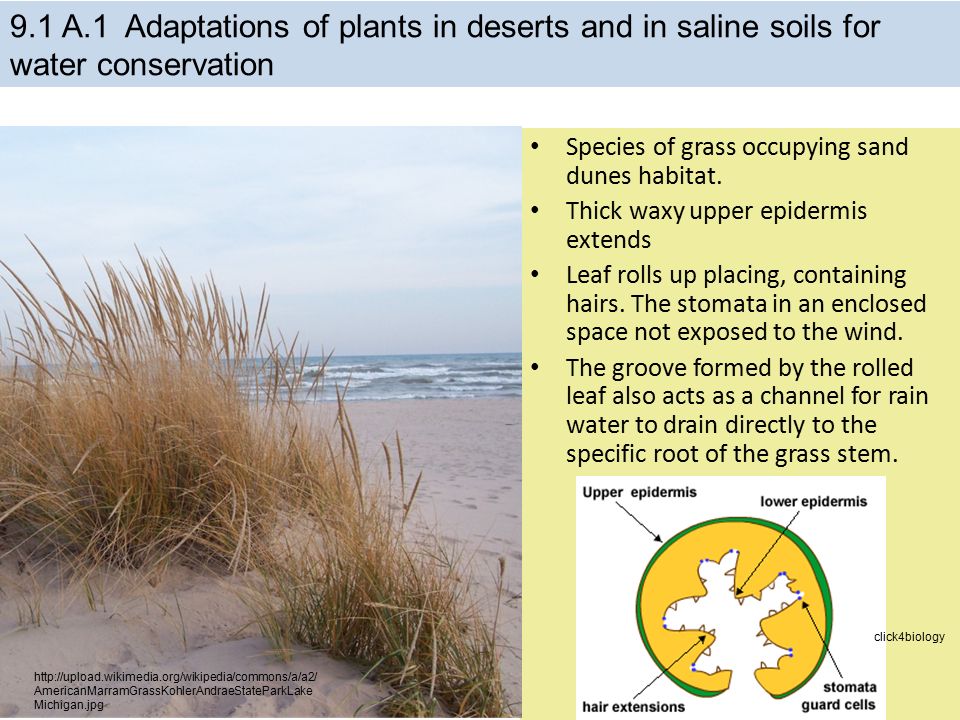 9.1 A.1 Adaptations of plants in deserts and in saline soils for water conservation