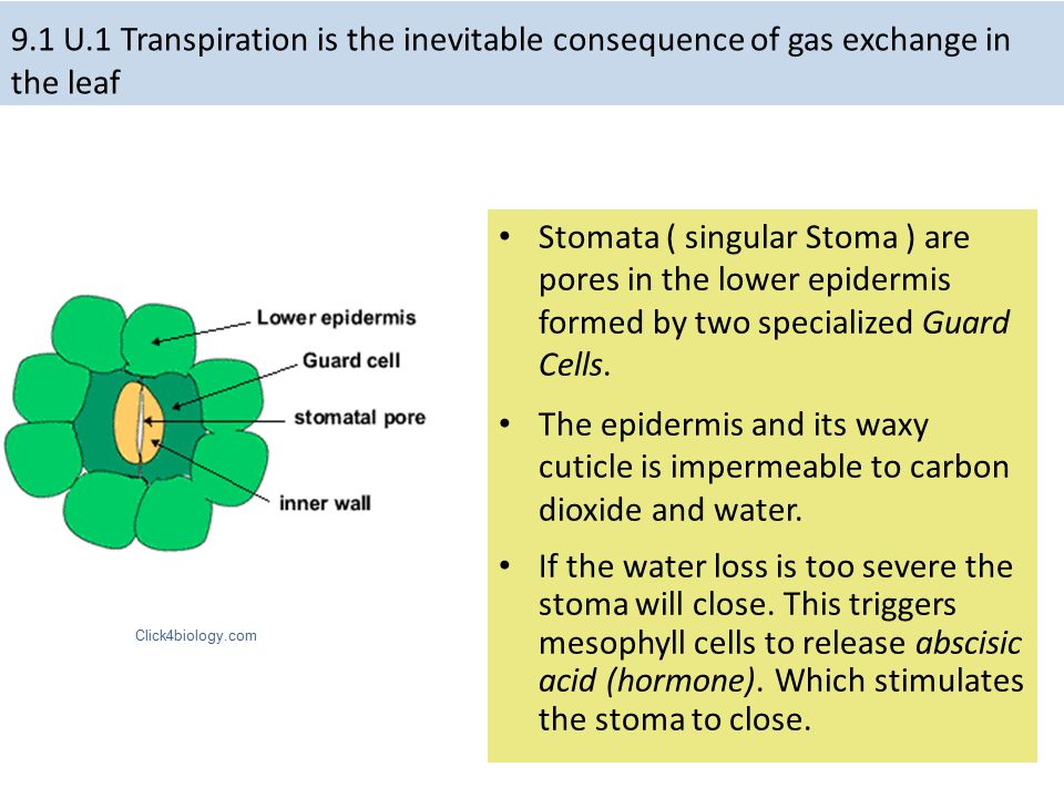 9.1 U.1 Transpiration is the inevitable consequence of gas exchange in the leaf