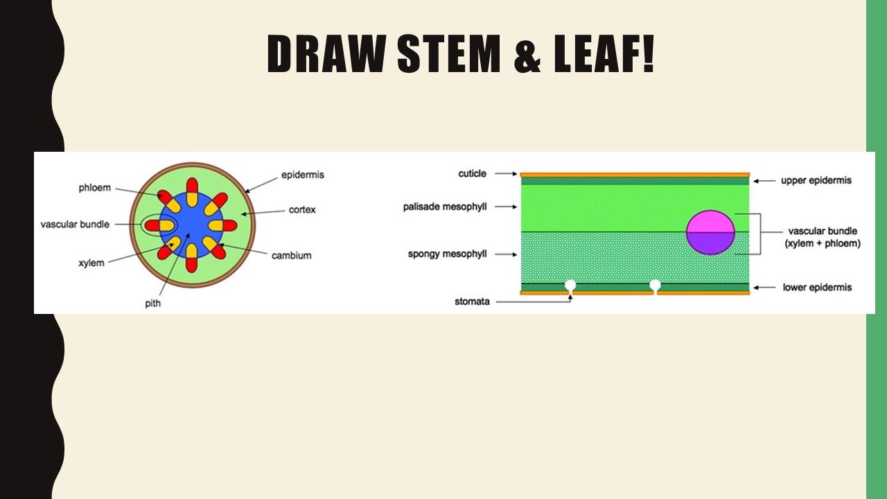 Draw stem & leaf!
