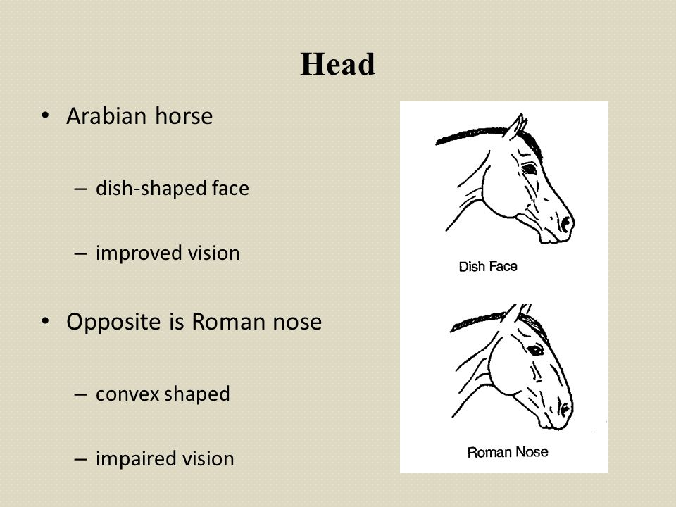 Conformation of Horses - ppt video online download