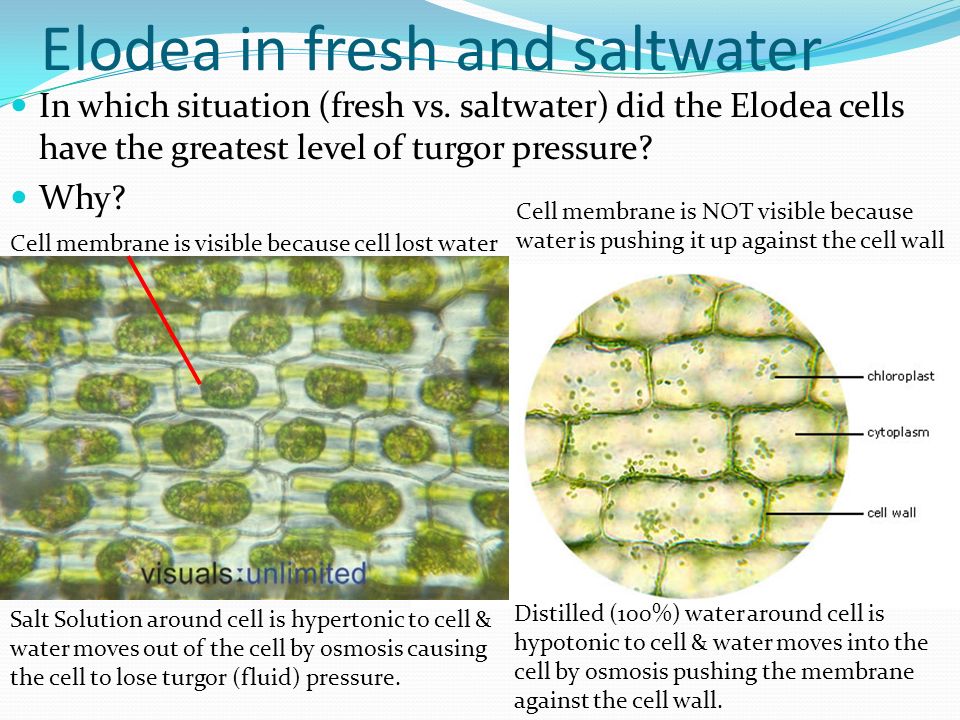 Why do chloroplast move in elodea?