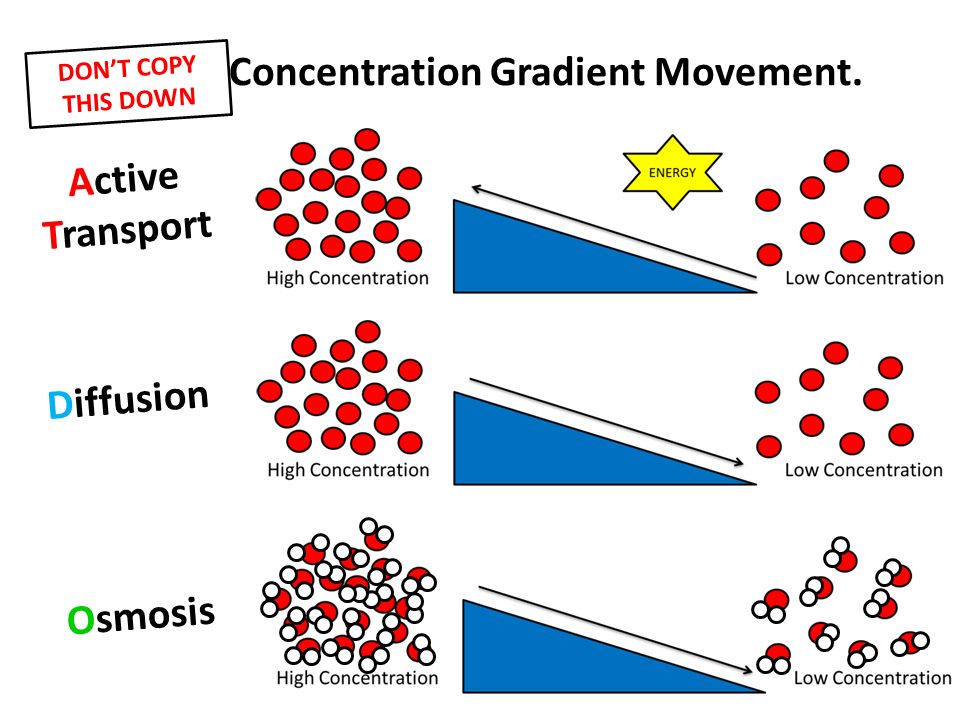 Concentration Gradients