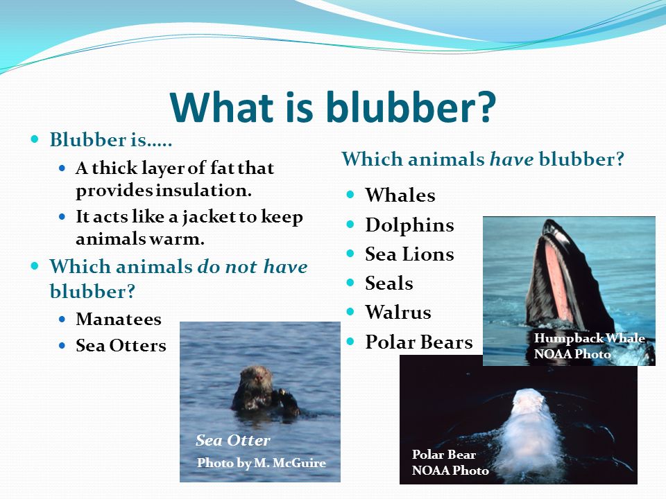 Florida Manatees: Manatees Need Warm Water To Survive - ppt video online download Florida Manatees: Manatees Need Warm Water To Survive - ppt video online download