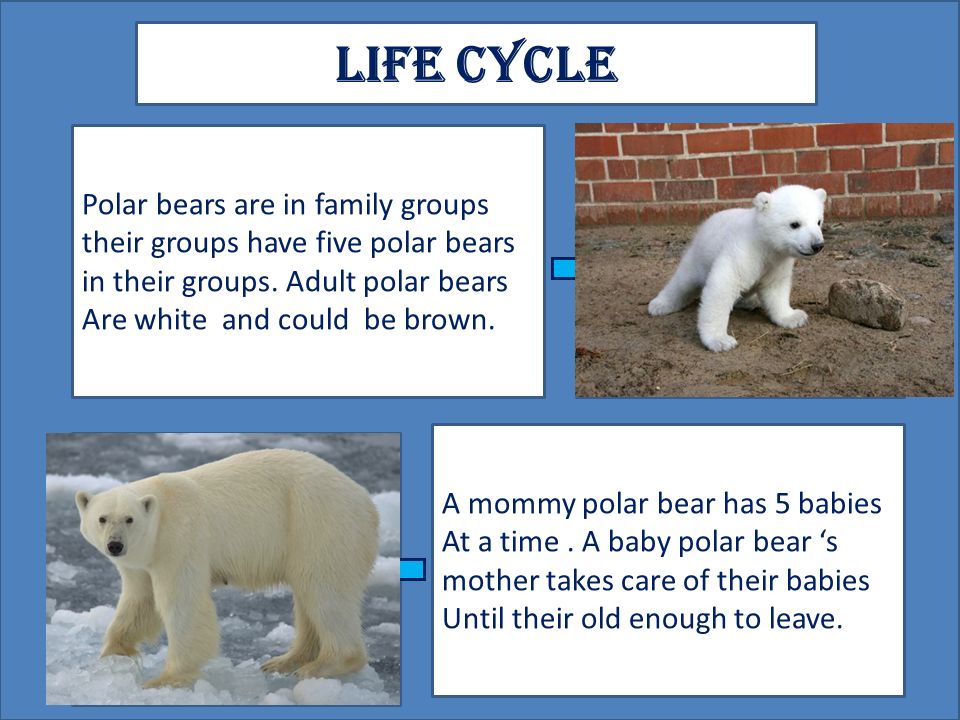 Wild bear перевод. Белый медведь по английскому. Полярный медведь на английском. Английский язык по белого медведя. Белый медведь презентация на английском.