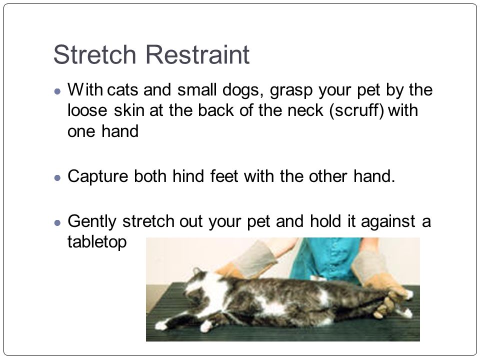Stretch Restraint With cats and small dogs, grasp your pet by the loose skin at the back of the neck (scruff) with one hand.