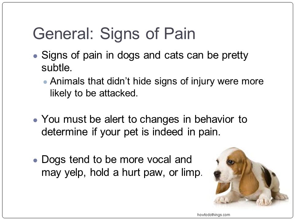 General: Signs of Pain Signs of pain in dogs and cats can be pretty subtle.