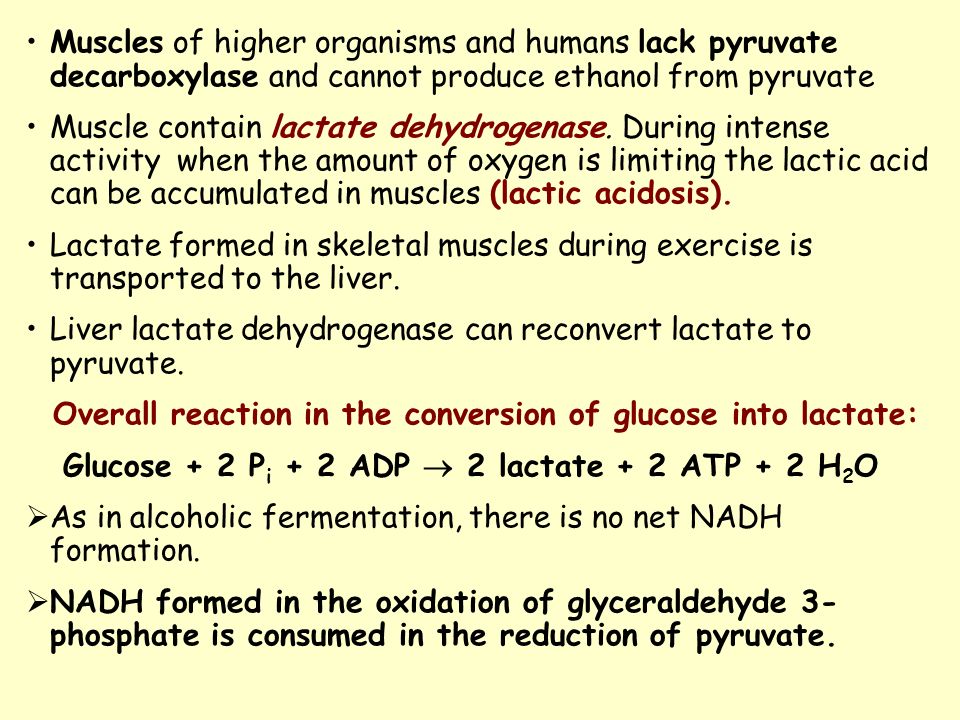 The Fate Of Pyruvate The Sequence Of Reactions From Glucose To Pyruvate Is Similar In Most Organisms And Most Types Of Cells The Fate Of Pyruvate Is Variable Ppt Video Online