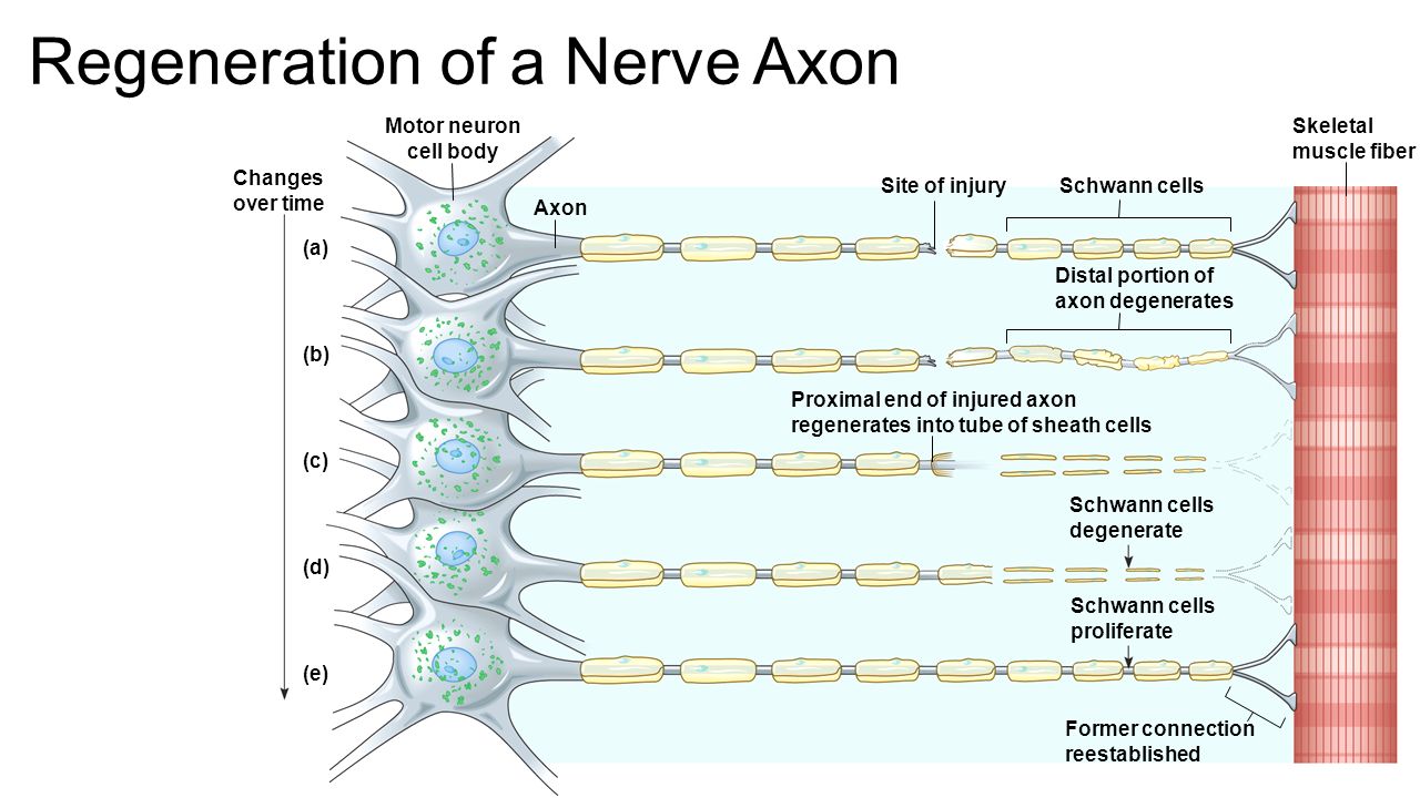 После регенерации. Nerve Regeneration. Регенерация аксона. Schwann Cell nerve Regeneration. Nerve Axons.