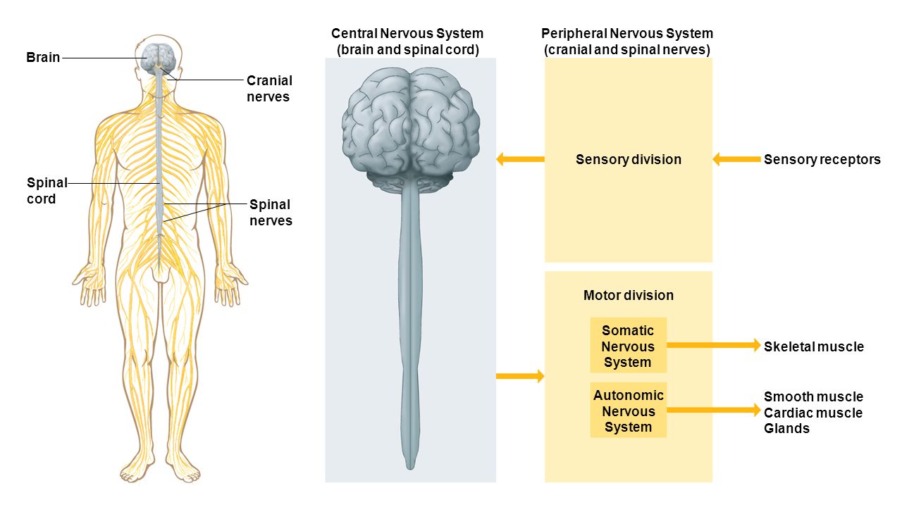 Nervous system brain. Нервная система. Нервная система человека. Нервная система человека анатомия. Центральная нервная система.