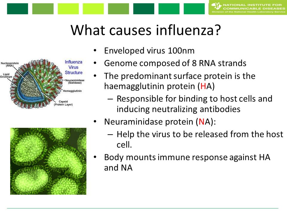 Find viruses. Influenza virus structure. Вирус гриппа отнесен к роду. Classification of viruses. Структура вируса на английском.
