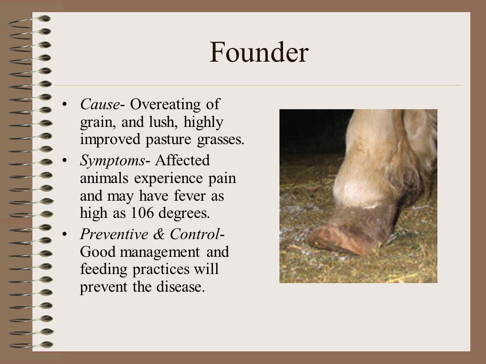 Livestock Diseases. - ppt download Livestock Diseases. - ppt download