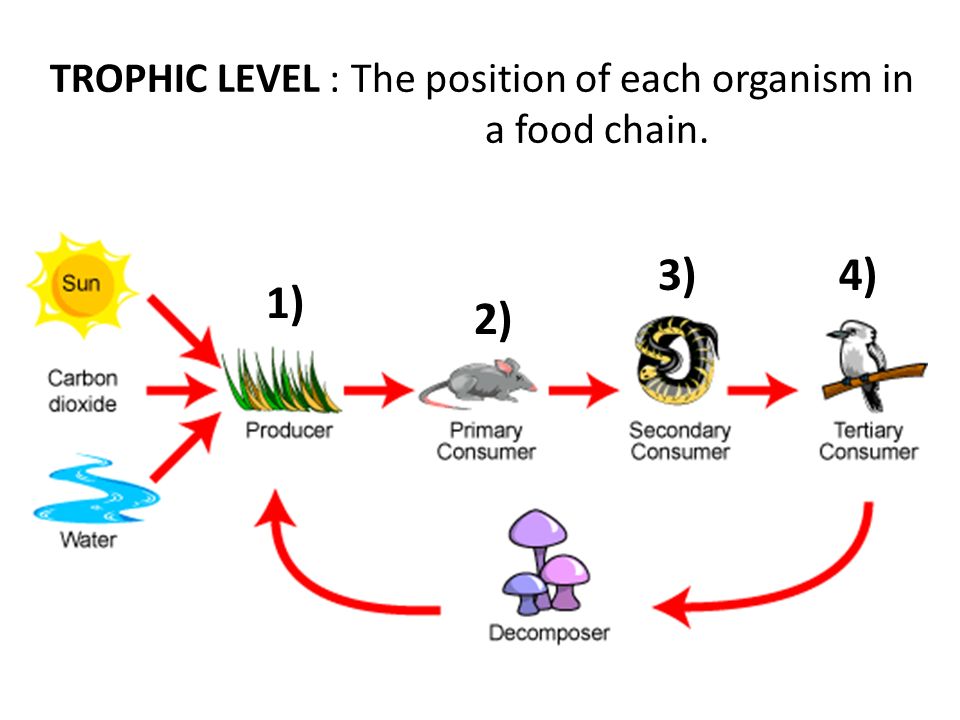 4 Levels Of Organization Ppt Video Online Download