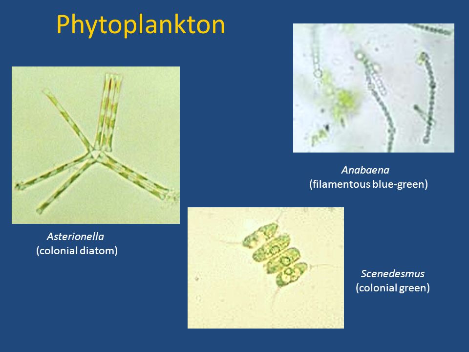 Фитопланктон вес. Астерионелла водоросль. Фитопланктон фотосинтез. Фитопланктон строение. Астерионелла строение.